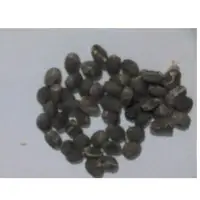 Arabica Green Coffee Bean